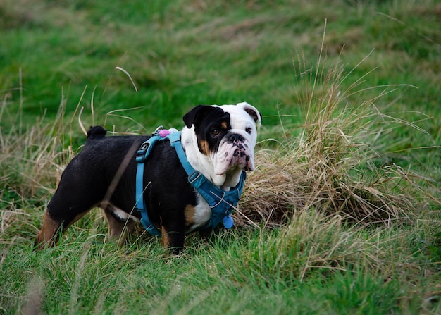 Bulldog inglês inglês tricolor preto no campo de grama verde no dia quente ensolarado