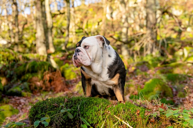 Bulldog inglês inglês tricolor preto para passear olhando para cima sentado na grama