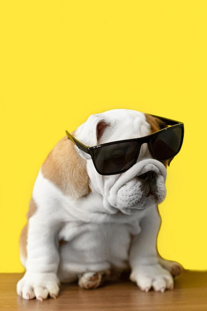 Bulldog inglés Mascotas Perro de pura sangre con gafas sobre un fondo amarillo