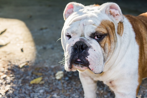 Foto bulldog inglês masculino de pé e olhando