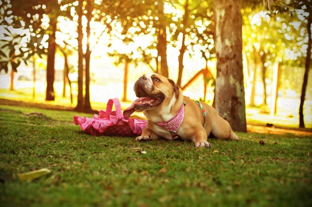 Foto bulldog inglês no fundo verde da floresta