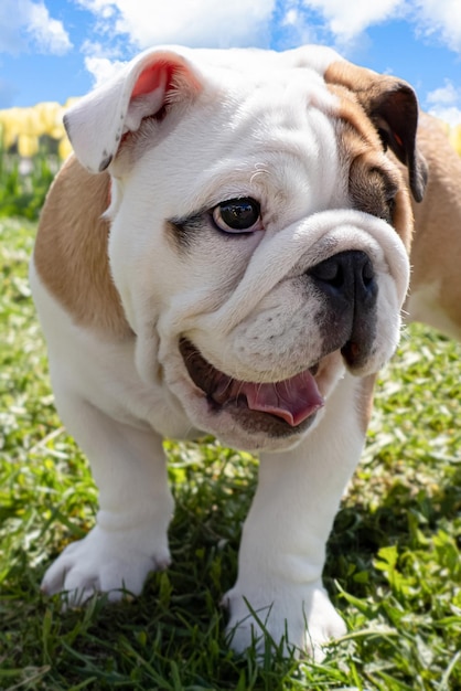 Bulldog inglês no gramado Retrato Animais de estimação Um cão de raça pura