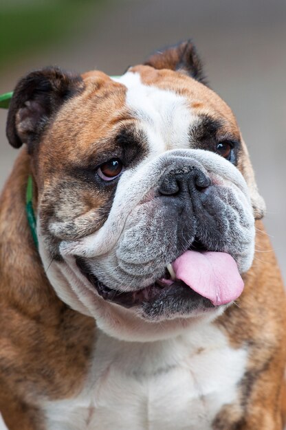 Bulldog inglês no parque