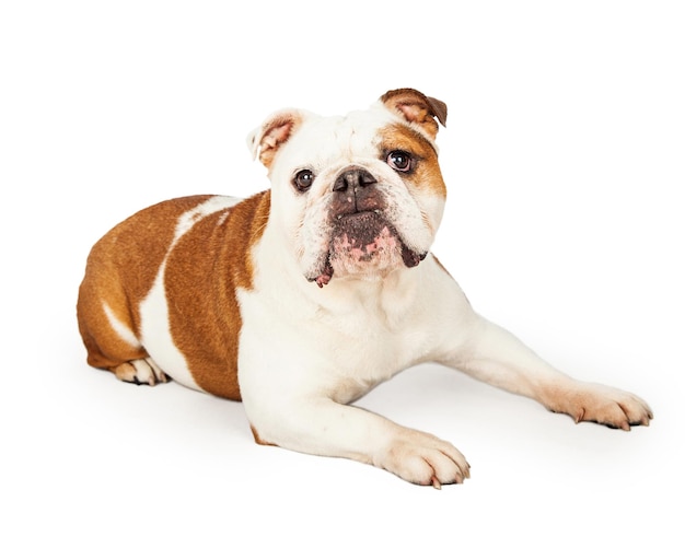 Bulldog inglês obediente deitado enquanto olha para frente