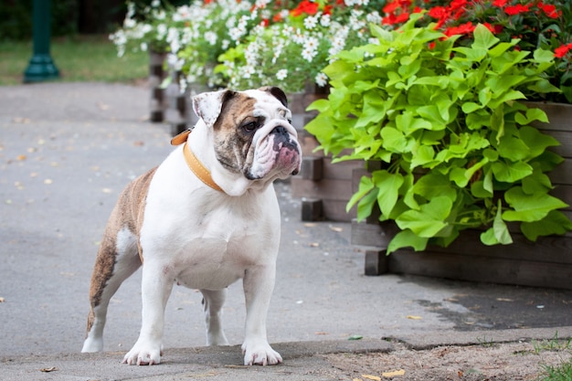 Bulldog inglés en el parque