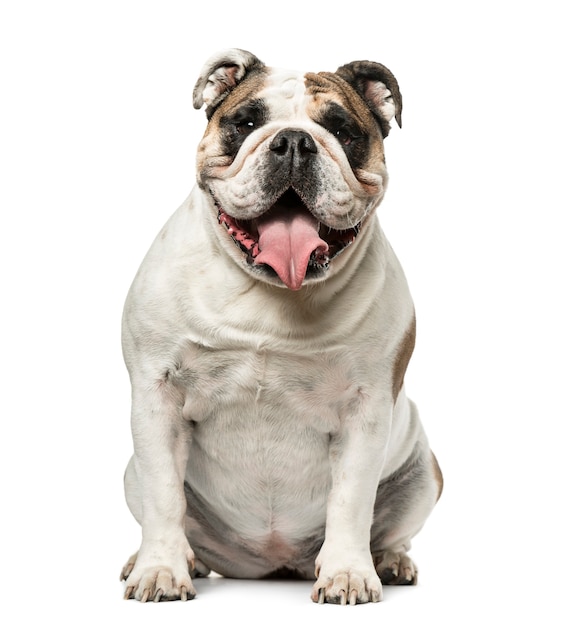 Bulldog Inglês sentado e ofegante, isolado no branco