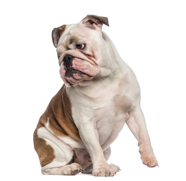 Bulldog Inglês sentado isolado no branco
