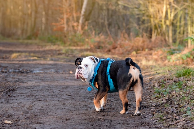 Bulldog inglés tricolor negro con arnés azul caminando por un camino fangoso en el bosque