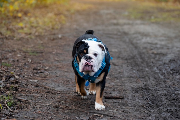 Bulldog inglês tricolor preto em arnês azul andando em uma estrada lamacenta na floresta
