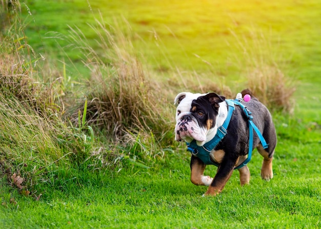 Bulldog inglês tricolor preto em arnês azul correndo na grama verde em dia quente ensolarado