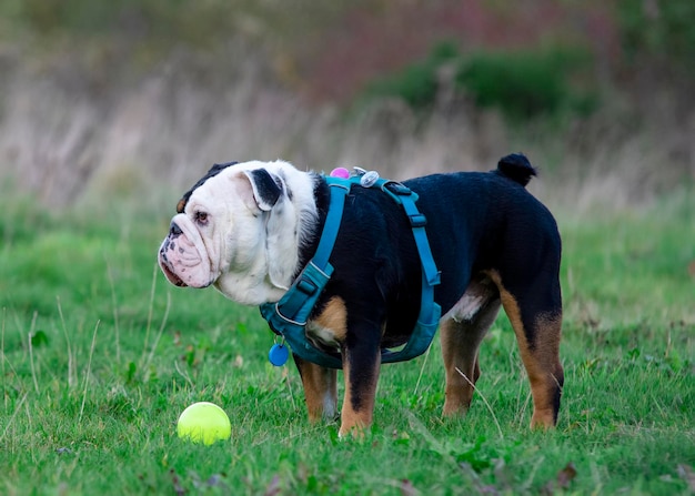 Bulldog inglês tricolor preto em arnês azul correndo na grama verde