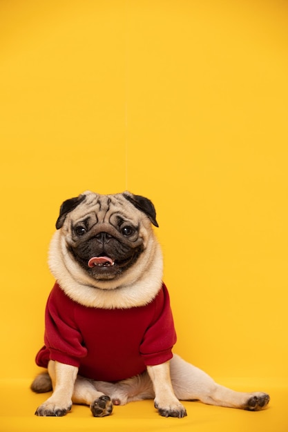 Bulldog mirando sorprendido reaccionando asombrado impresionado de pie sobre un fondo amarillo