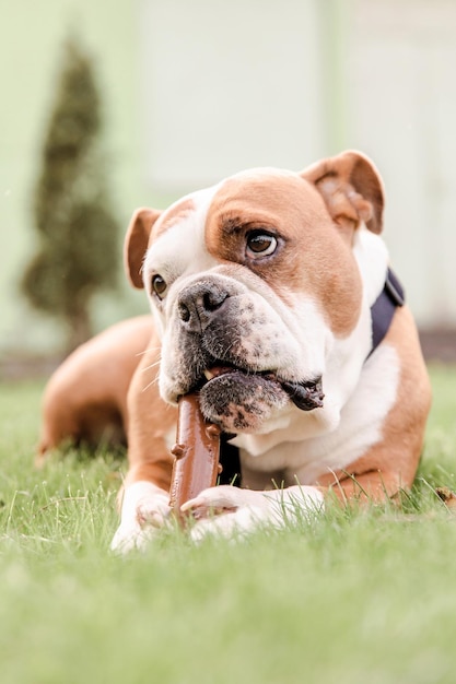 Bulldog tirado en la hierba con un palo en la boca