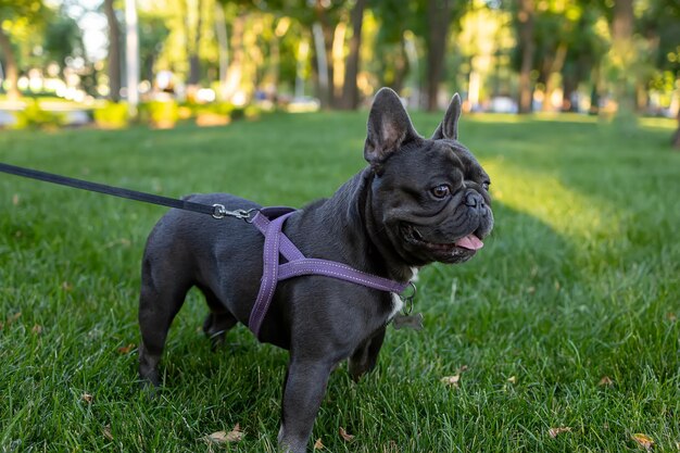 Bulldogge-Hund läuft an der Leine vor dem Hintergrund eines Parks und versucht wegzusehen