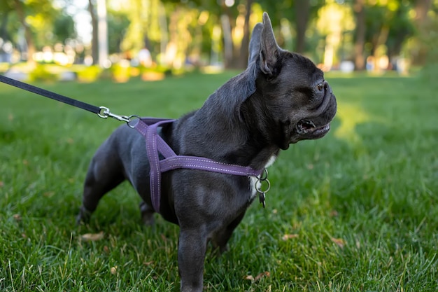 Bulldogge-Hund läuft an der Leine vor dem Hintergrund eines Parks und versucht wegzusehen