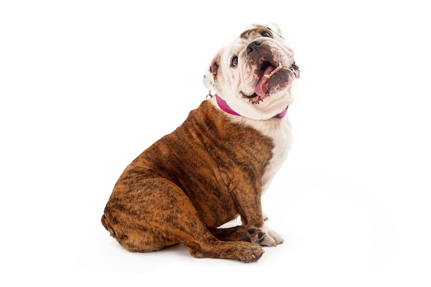 Bulldogge mit herausgestreckter Zunge