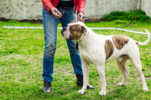 Bulldogge neben seinem Herrn