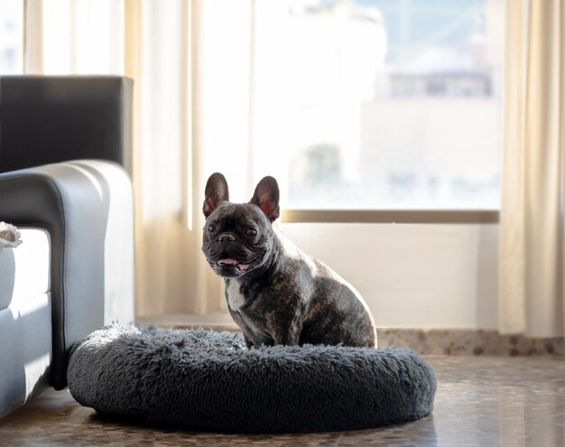 Bulldogge sitzt auf seinem Bett