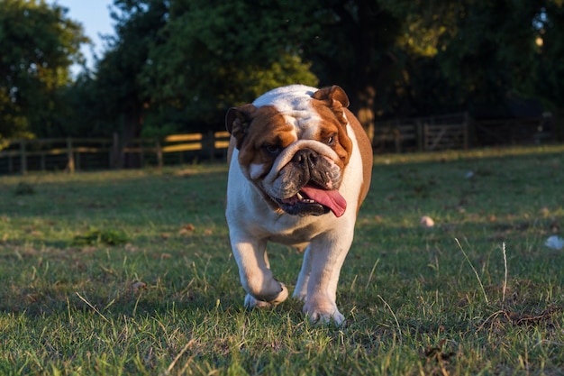 Bulldogge