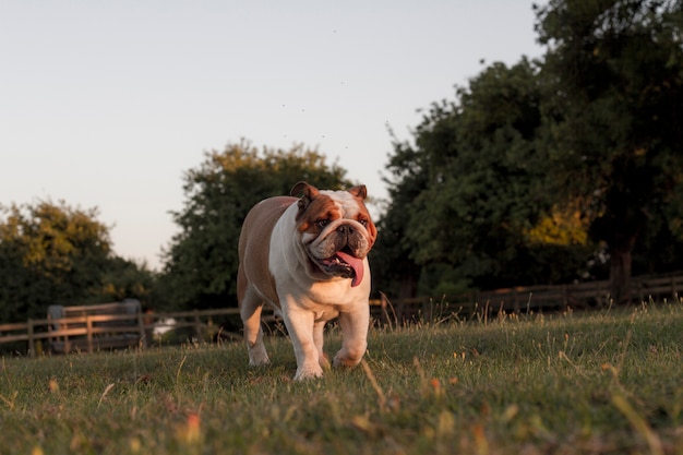 Bulldogge