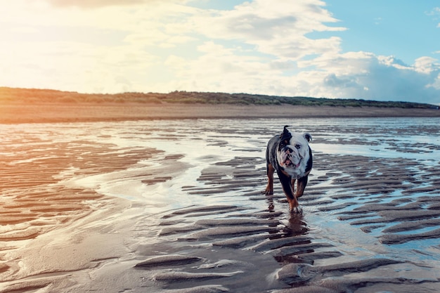 Bulldogs britânicos ingleses tricolores pretos andando à beira-mar ao pôr do sol no verão