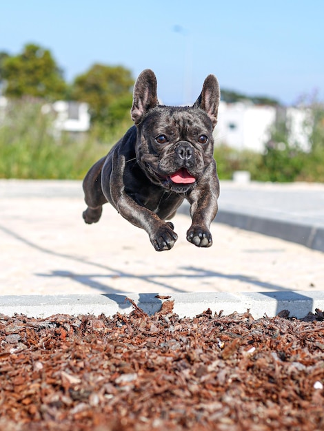 Foto los bulldogs franceses