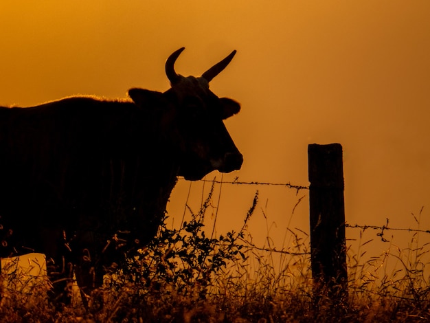 Bullensilhouette in der Nähe von Zaun bei Sonnenuntergang