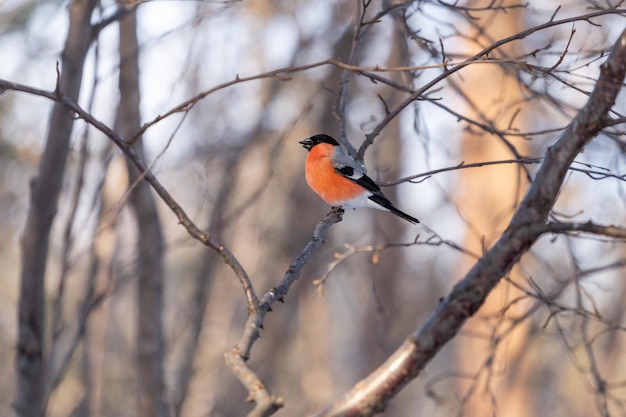 Un bullfinch con un pecho rojo con una semilla en su pico se sienta en una rama de árbol en un bosque de primavera