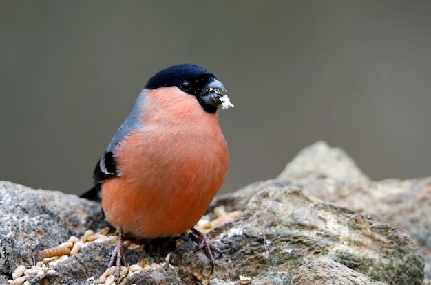 Bullfinches coletando comida na floresta