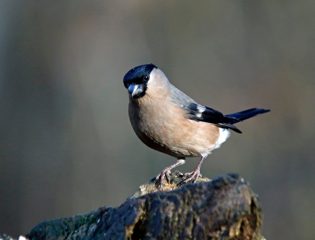 Bullfinches coletando comida na floresta