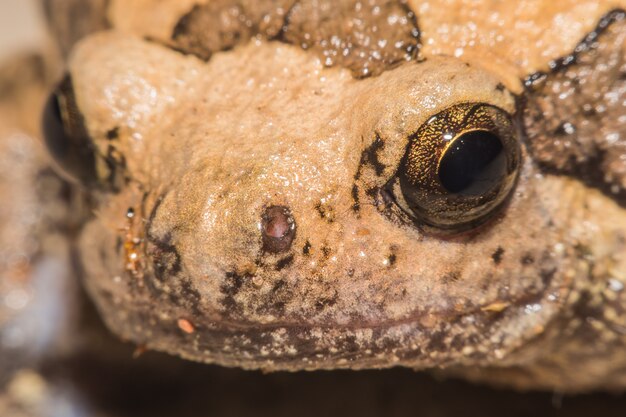 Foto bullfrog eyr de la vista macro