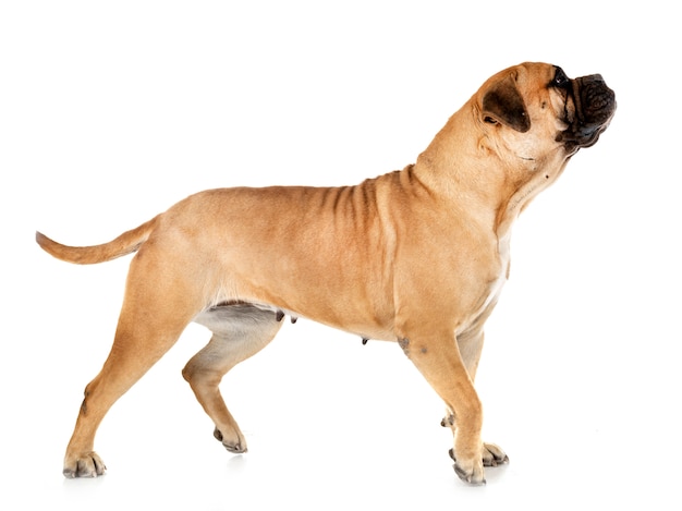 Foto bullmastiff en estudio