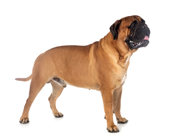 Bullmastiff jovem em estúdio