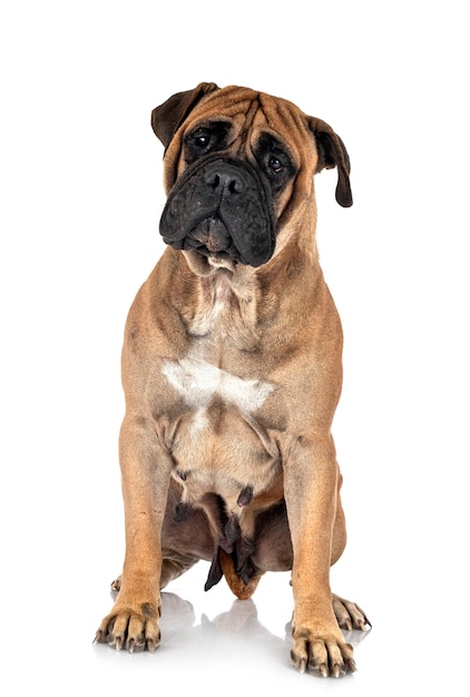 Bullmastiff joven aislado en blanco