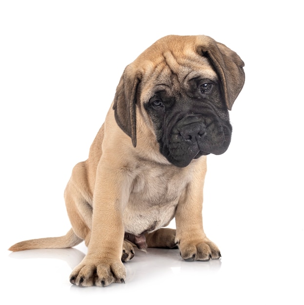 Bullmastiff joven delante de blanco