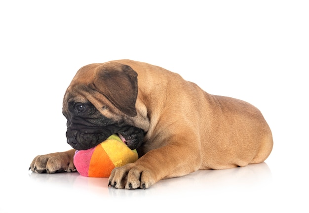 Bullmastiff joven delante de un fondo blanco