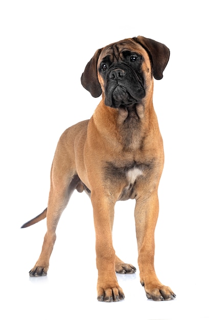 Bullmastiff novo no branco isolado