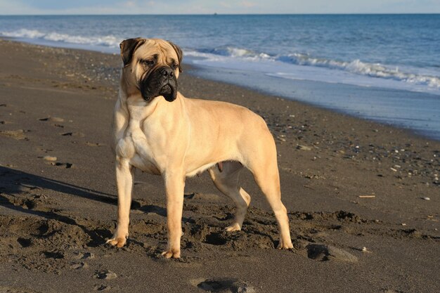 Bullmastiff reinrassiger Hund, der auf Sand am Strand steht