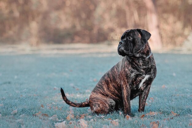 Bullmastiffl Hund auf dem bereiften Gras im Herbstpark und wegschauen