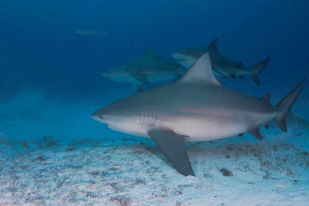 Bullsharks nadando perto do fundo