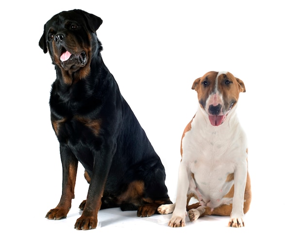 Bullterrier und Rottweiler