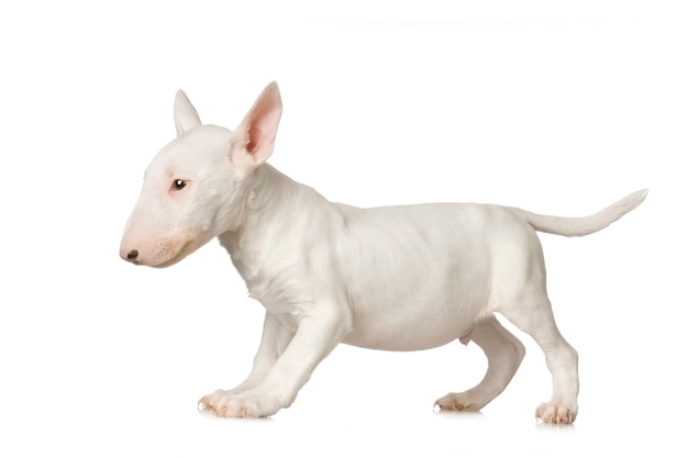 Bullterrier