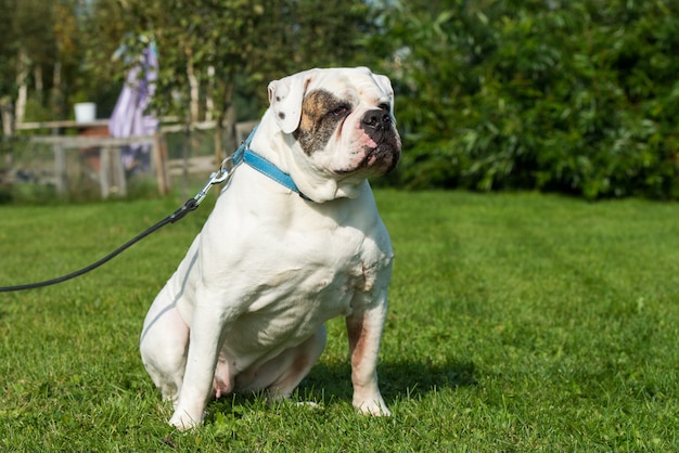 Bully americano branco brincando na grama