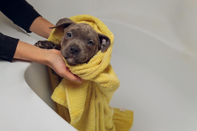 Bully americano dando banho em cachorro pitbull limpando cachorro molhado um banho toalha amarela