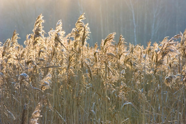 El bulrush cubierto de nieve al atardecer