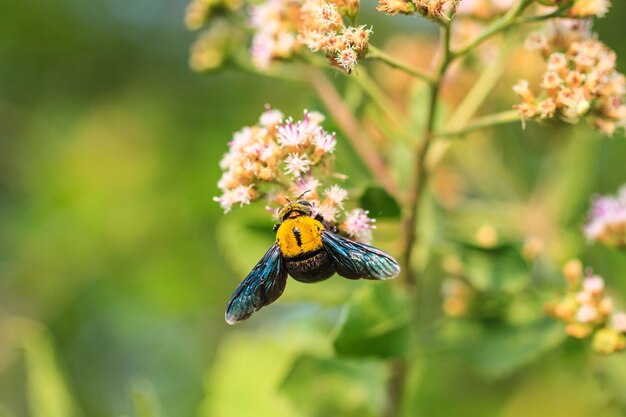 Bumble bee sentado na flor selvagem