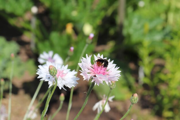 Bumblebee en un aciano blanco en un prado