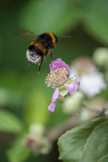 Bumblebee bonito voando sobre uma flor com pétalas secas