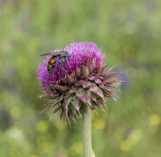 Bumblebee en un cardo Patagonia