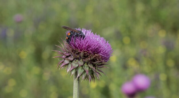 Bumblebee en un cardo Patagonia